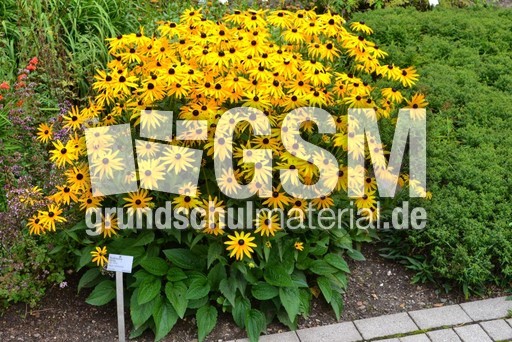 Gewöhnlicher Sonnenhut_1.JPG